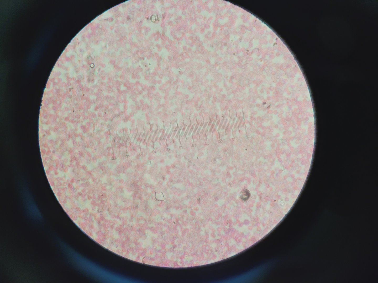 Image of Carl Zeiss Axioskop Microscope w/ 5 x Objectives,Eyepieces, Power Supply Lab