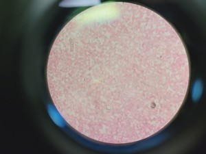 Thumbnail image of Carl Zeiss Axioskop Microscope w/ 5 x Objectives,Eyepieces, Power Supply Lab