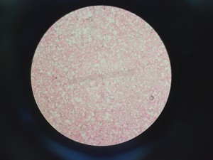 Thumbnail image of Carl Zeiss Axioskop Microscope w/ 5 x Objectives,Eyepieces, Power Supply Lab