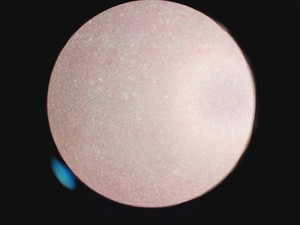 Thumbnail image of Carl Zeiss Axioskop Microscope w/ 5 x Objectives,Eyepieces, Power Supply Lab