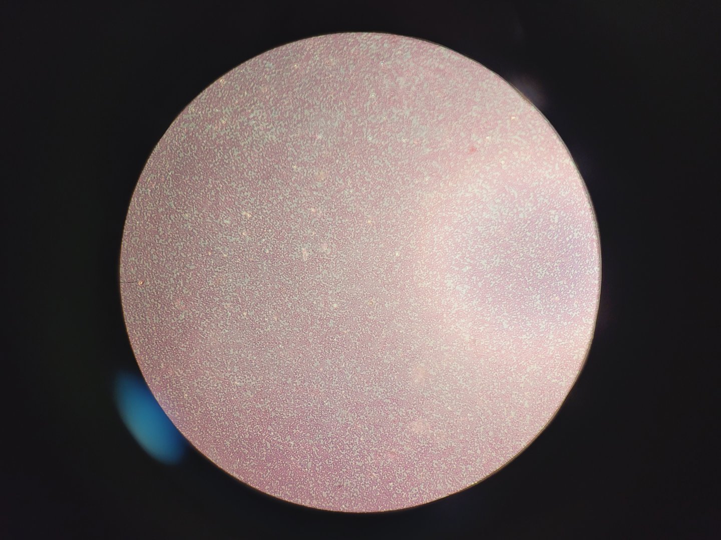 Image of Carl Zeiss Axioskop Microscope w/ 5 x Objectives,Eyepieces, Power Supply Lab