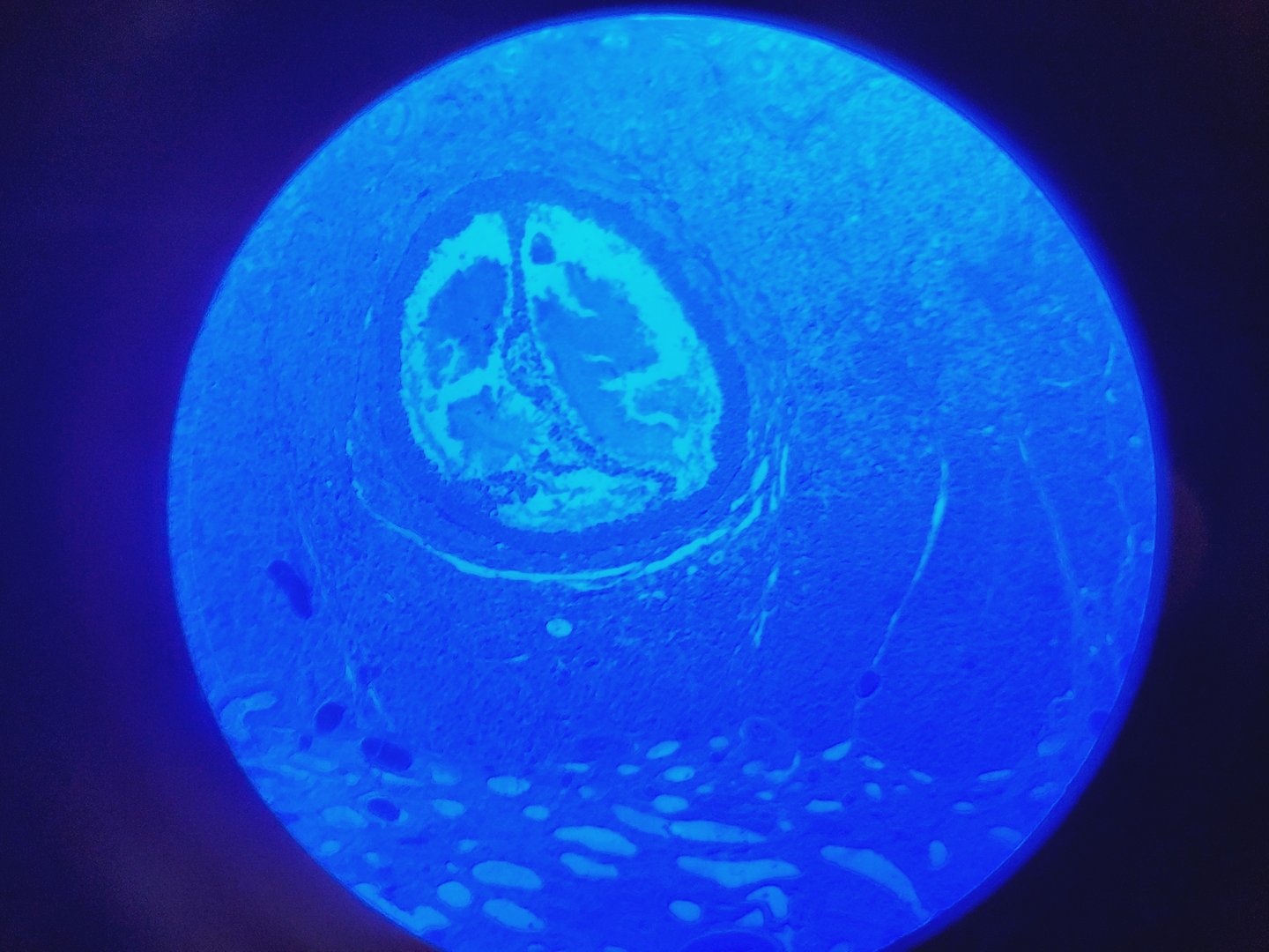 Image of Motic AE31 Series Inverted Microscope & MHG-100B Lamp Power Supply