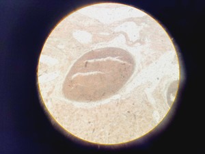 Thumbnail image of Motic AE31 Series Inverted Microscope & MHG-100B Lamp Power Supply Lab