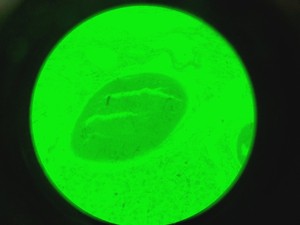 Thumbnail image of Motic AE31 Series Inverted Microscope & MHG-100B Lamp Power Supply Lab