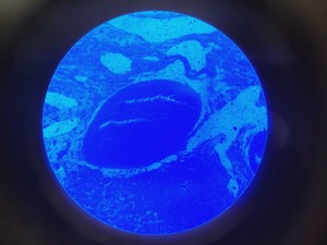 Thumbnail image of Motic AE31 Series Inverted Microscope & MHG-100B Lamp Power Supply Lab