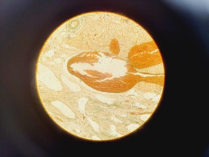 Thumbnail image of Leica DMIL Inverted Microscope Type 090-135.001 with 4 x Objectives