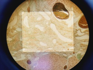 Thumbnail image of Olympus Vanox-T AH2 Research Photomicrographic Microscope & 6 x Objectives Lab