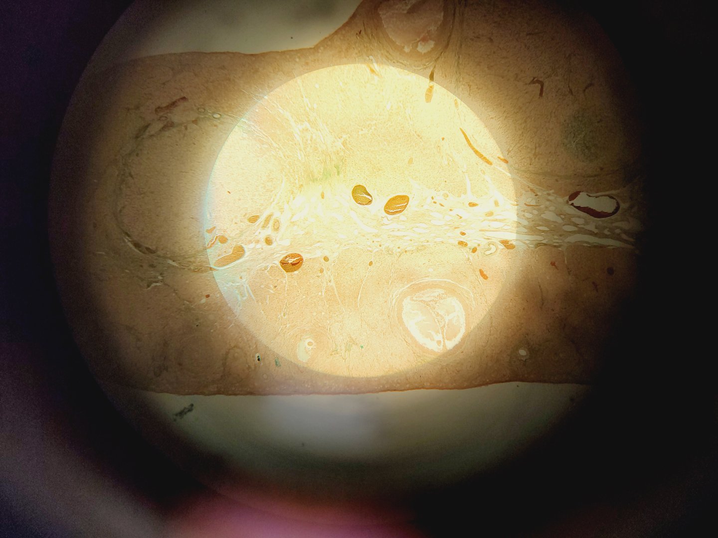 Image of Olympus Vanox-T AH2 Research Photomicrographic Microscope & 6 x Objectives Lab
