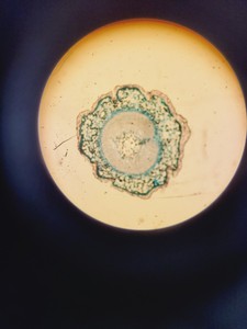 Thumbnail image of Olympus SZ40 Stereo Zoom Microscope SZ-ST W.10X Lab