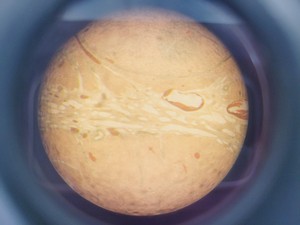 Thumbnail image of Leica MZFLIII Fluorescence Stereomicroscope with LEJ EBQ 100 PSU Lab