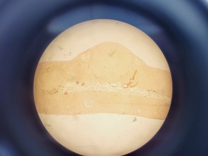 Thumbnail image of Leica MZFLIII Fluorescence Stereomicroscope with LEJ EBQ 100 PSU Lab