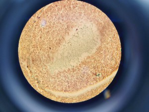 Thumbnail image of Olympus BH-2 Compound Microscope with 4 x Objectives SPlan, E A10 Lab