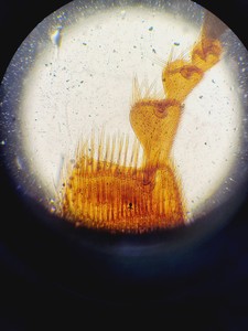 Thumbnail image of Leica Leitz DMRB Type 301-371.010 Trinocular Fluorescence Microscope Lab