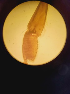 Thumbnail image of Olympus CK2 Inverted Phase Contrast Microscope w/ 4 x Objectives Lab
