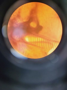 Thumbnail image of Olympus CK2 Inverted Phase Contrast Microscope w/ 4 x Objectives Lab