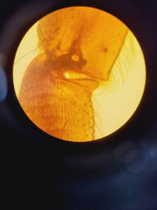 Thumbnail image of Olympus CK2 Inverted Phase Contrast Microscope w/ 4 x Objectives Lab