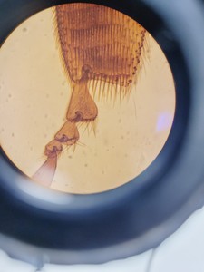 Thumbnail image of Leitz Diaplan 020-437.035 Microscope with Multi-Head Bridge w/4 x Objectives Lab