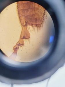 Thumbnail image of Leitz Diaplan 020-437.035 Microscope with Multi-Head Bridge w/4 x Objectives Lab