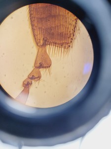 Thumbnail image of Leitz Diaplan 020-437.035 Microscope with Multi-Head Bridge w/4 x Objectives Lab