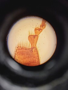 Thumbnail image of Leitz Diaplan 020-437.035 Microscope with Multi-Head Bridge w/4 x Objectives Lab