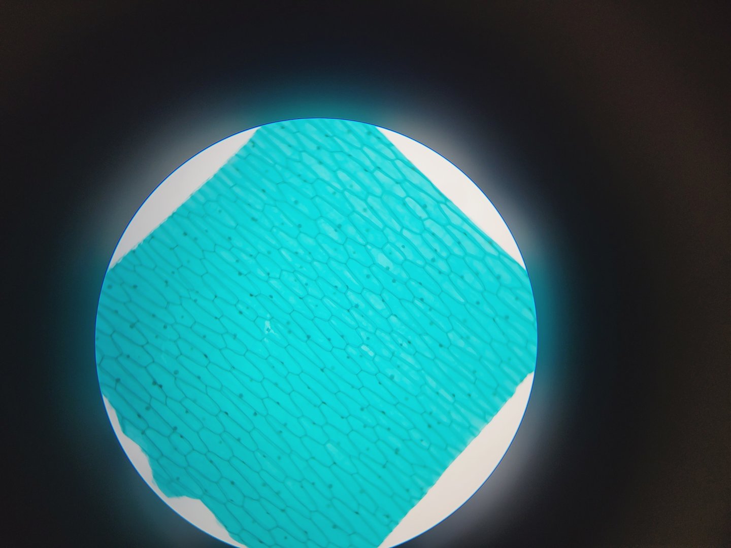 Image of VWR  VisiScope BL224PL T1 Digital Microscope with 4 x 160/ 0.17 Objectives Lab