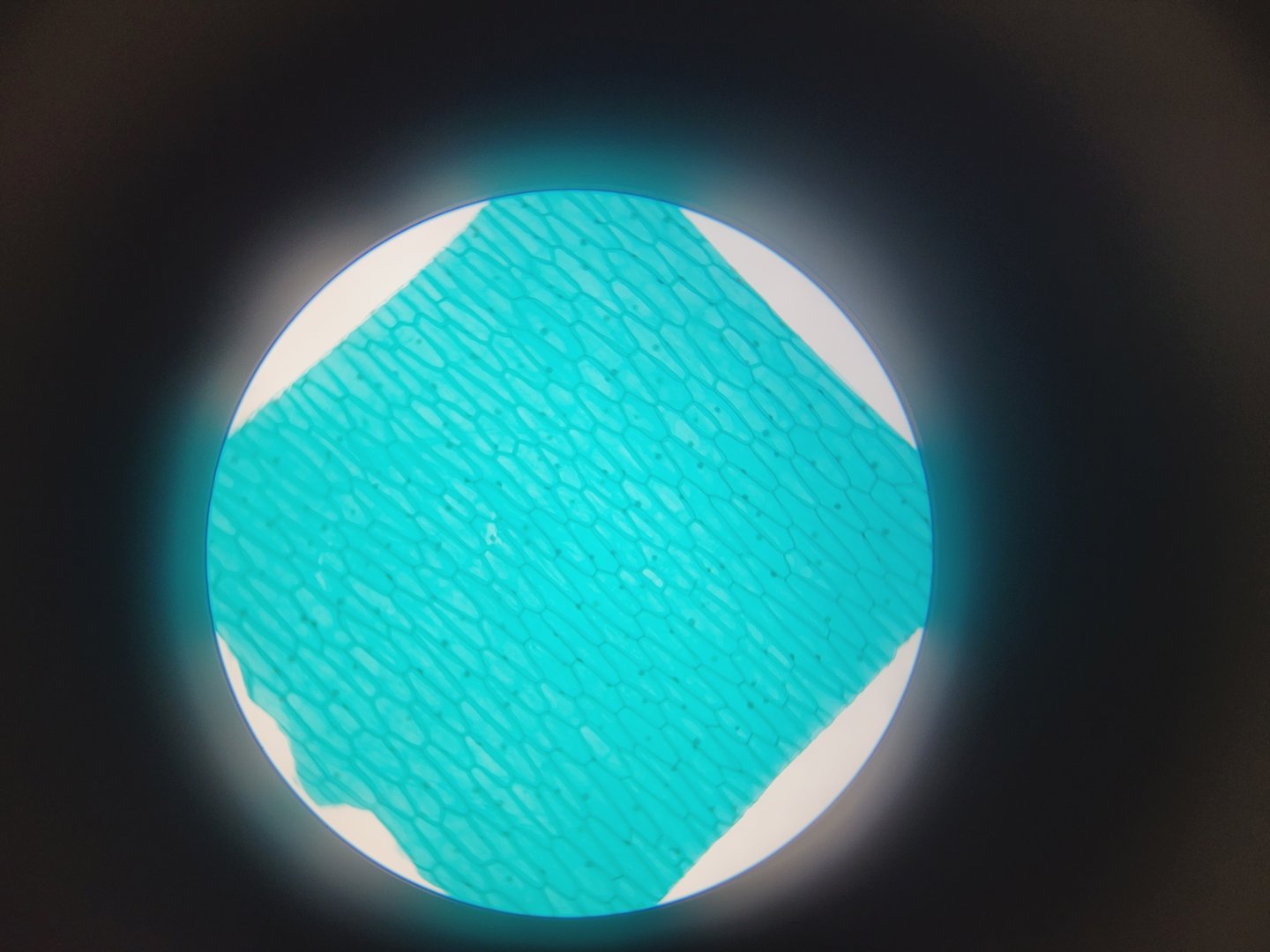 Image of VWR  VisiScope BL224PL T1 Digital Microscope with 4 x 160/ 0.17 Objectives Lab
