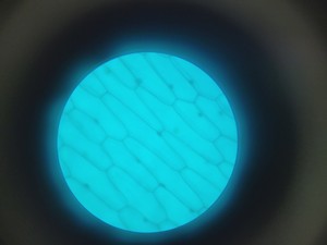 Thumbnail image of VWR  VisiScope BL224PL T1 Digital Microscope with 4 x 160/ 0.17 Objectives Lab