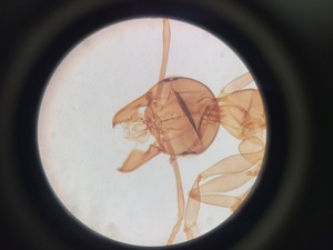 Thumbnail image of Motic AE21 Series Trinocular Inverted Microscope with 4x Objectives