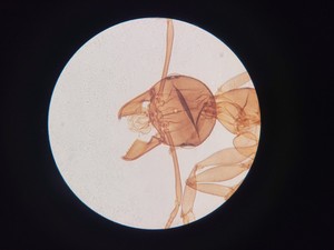 Thumbnail image of Motic AE21 Series Trinocular Inverted Microscope with 4x Objectives