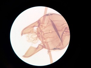 Thumbnail image of Motic AE21 Series Trinocular Inverted Microscope with 4x Objectives