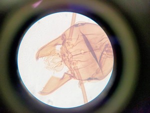 Thumbnail image of Motic AE21 Series Trinocular Inverted Microscope with 4x Objectives