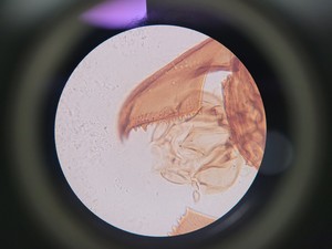 Thumbnail image of Motic AE21 Series Trinocular Inverted Microscope with 4x Objectives