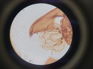 Thumbnail image of Motic AE21 Series Trinocular Inverted Microscope with 4x Objectives