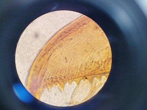 Thumbnail image of Carl Zeiss Axioskop Fluorescence Microscope w/ 6 x Objective ACHROSTIGMAT Lab