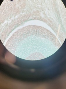 Thumbnail image of Zeiss Observer.Z1 Inverted Fluorescence Motorised Microscope
