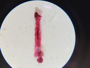 Thumbnail image of Olympus SZ40 Stereo Zoom Microscope SZ4045 Lab