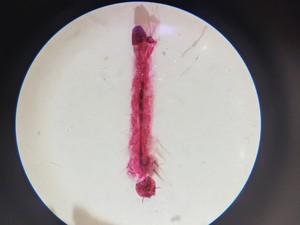 Thumbnail image of Olympus SZ40 Stereo Zoom Microscope SZ4045 Lab