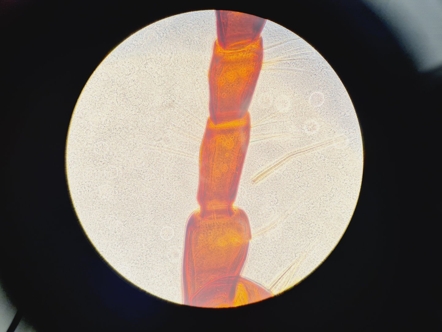 Image of Nikon Eclipse TS100 Inverted Fluorescence Microscope with 4 x LWD Objectives Lab