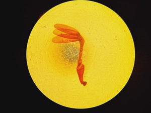 Thumbnail image of Nikon Eclipse TS100 Inverted Fluorescence Microscope with 4 x LWD Objectives Lab