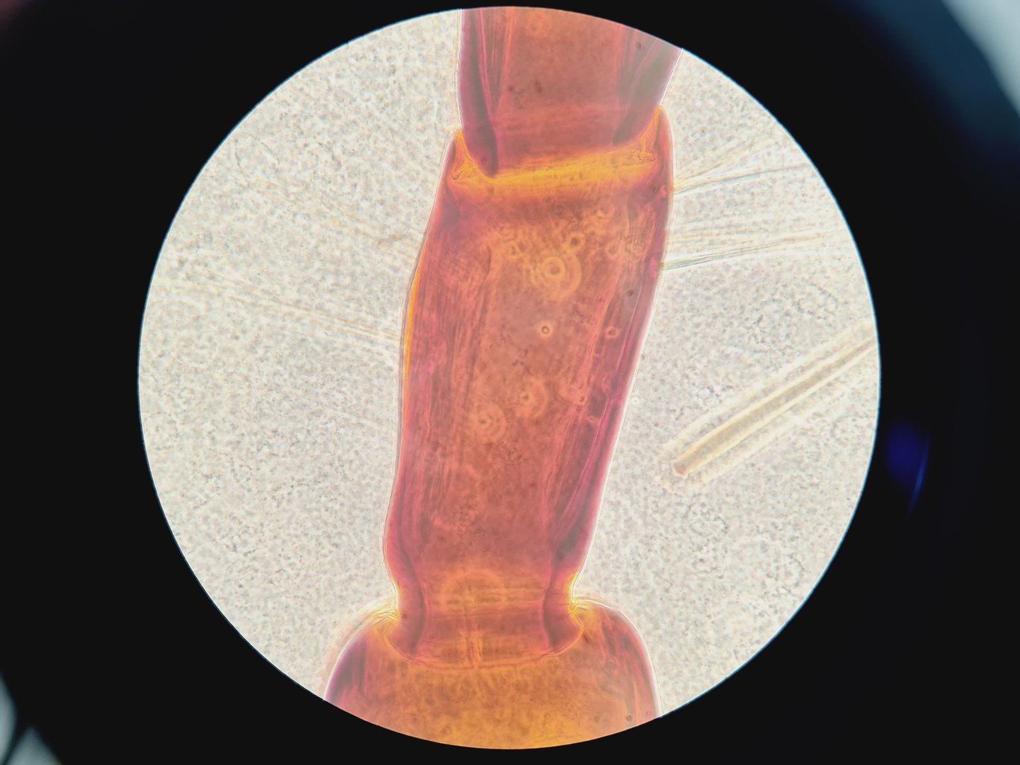Image of Nikon Eclipse TS100 Inverted Fluorescence Microscope with 4 x LWD Objectives Lab