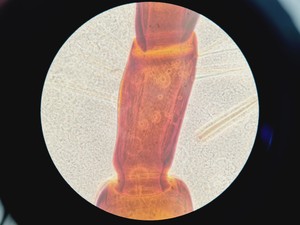 Thumbnail image of Nikon Eclipse TS100 Inverted Fluorescence Microscope with 4 x LWD Objectives Lab