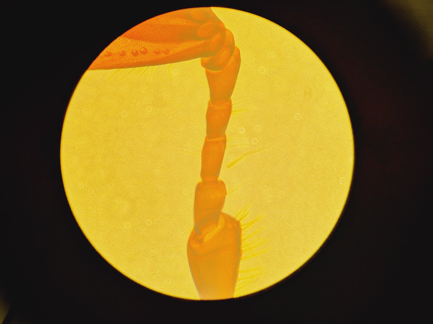 Image of Nikon Eclipse TS100 Inverted Fluorescence Microscope with 4 x LWD Objectives Lab