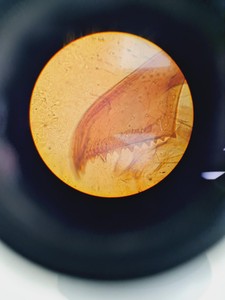 Thumbnail image of Carl Zeiss 47 16 90 Polarisation Microscope with 2 x Objectives Lab