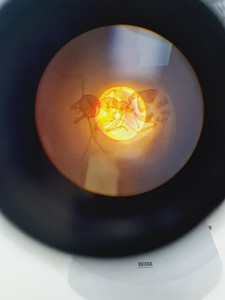 Thumbnail image of Carl Zeiss 47 16 90 Polarisation Microscope with 2 x Objectives Lab