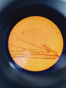 Thumbnail image of Olympus BH-2 w/ 7 x Objectives, Dualhead Bridge, Rotating Stage, BH2-KPA
