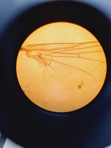 Thumbnail image of Olympus BH-2 w/ 7 x Objectives, Dualhead Bridge, Rotating Stage, BH2-KPA