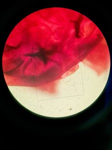 Thumbnail image of Olympus BH-2 Compound Microscope w/ 5 x Objectives Lab