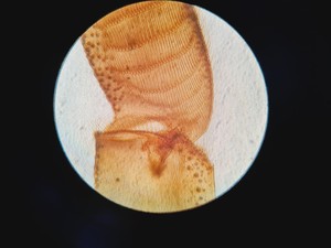 Thumbnail image of Motic AE21 Series Inverted  Trinocular Microscope with 3x Objectives Lab