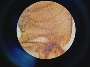 Thumbnail image of Motic AE21 Series Inverted  Trinocular Microscope with 3x Objectives Lab