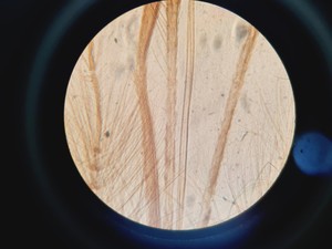 Thumbnail image of Motic AE21 Series Trinocular Inverted Microscope w/ 3x Objectives Lab